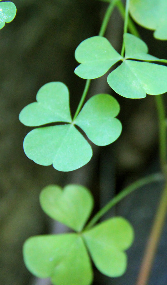 Shamrock Patch