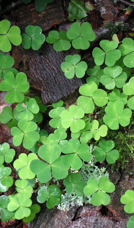 Shamrock Patch