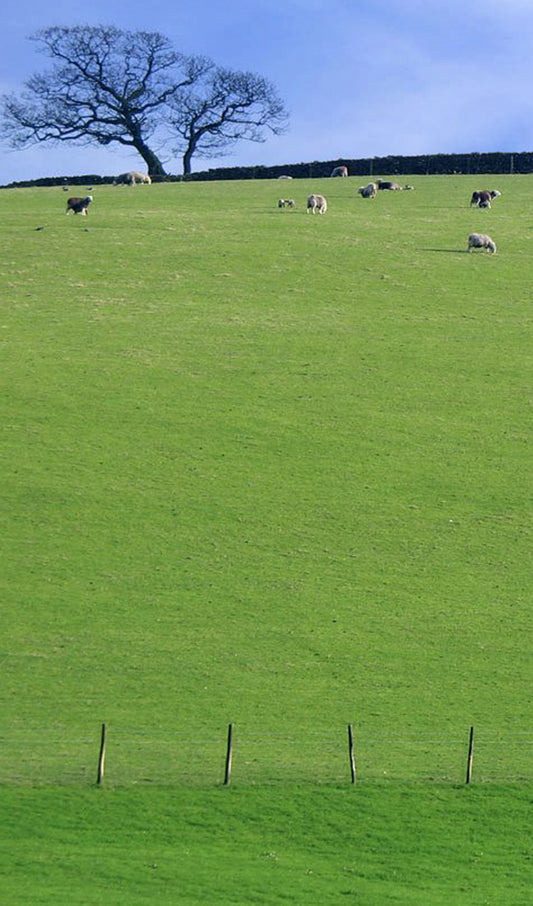 Irish Hillside