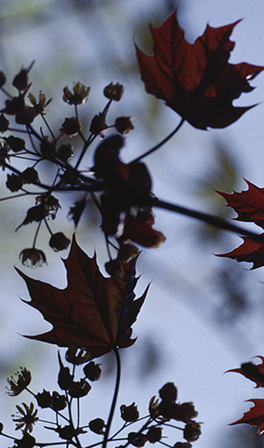 Silhouette of Fall Leaves
