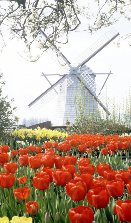 Red and Yellow Tulips and Windmill, Kinderdijk