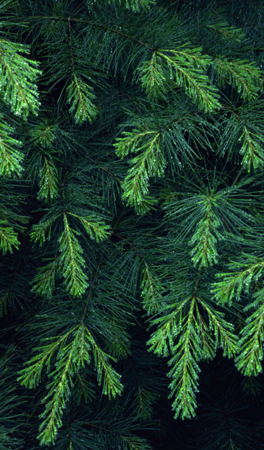 Evergreen
