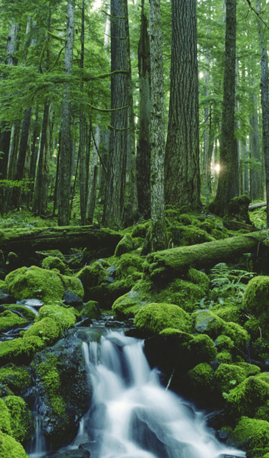 Waterfalls in the Forest
