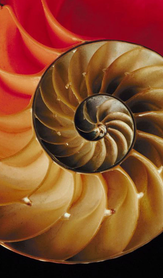 Nautilus Shell