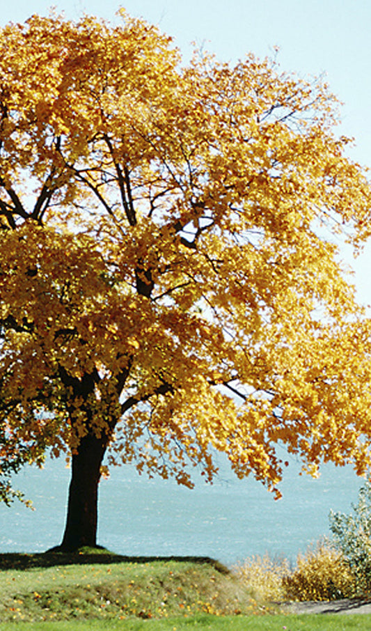 Maple Tree by the Ocean in Fall