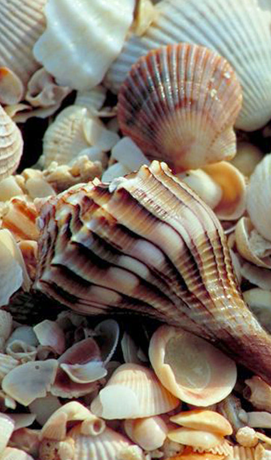 Seashells