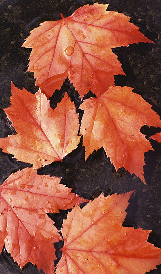 Red Fall Leaves