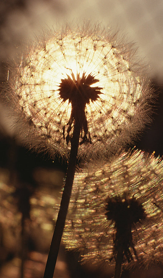 Dandelion Seedhead