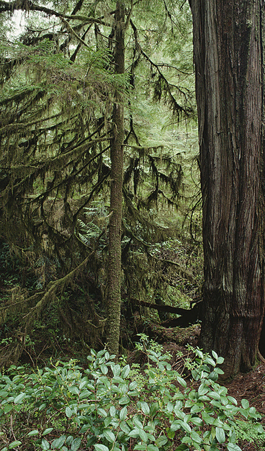 Trees in the Forest