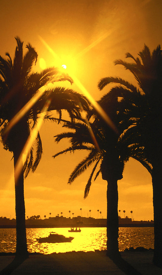 Sunset with Palm Trees