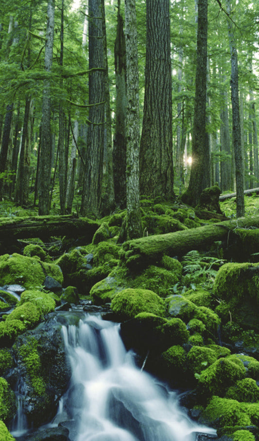Waterfall in the Forest