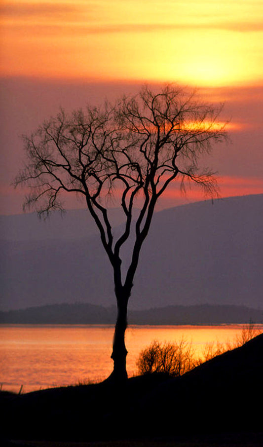 Silhouette of a Large Tree at Sunset near the Ocean