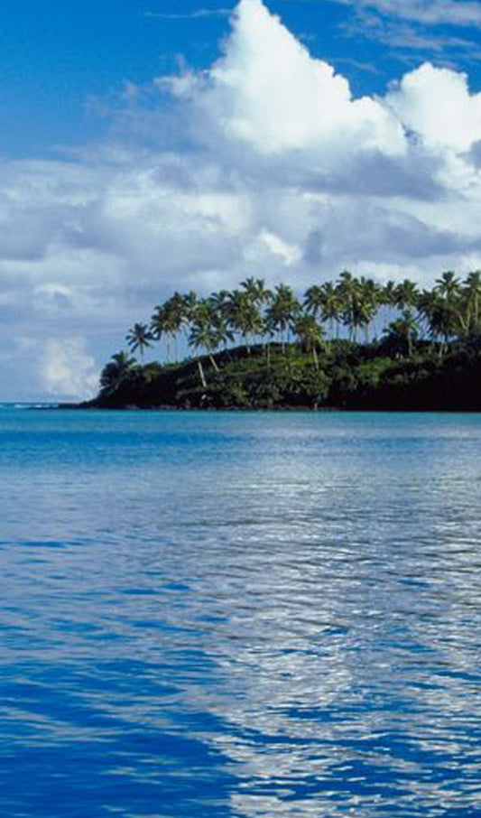 Palm Tress near the Ocean